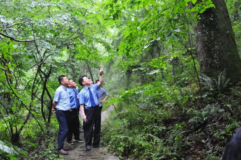 肥西检察在行动（四） “巡山护林”专项监督助力打造最美“绿色家园”